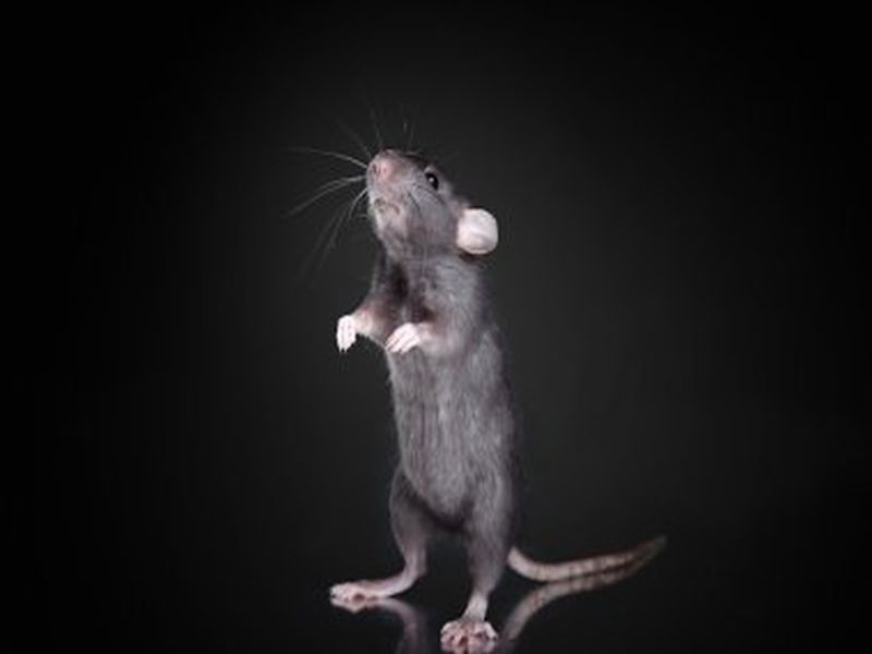 Pest Control Innovations for Rat Eradication