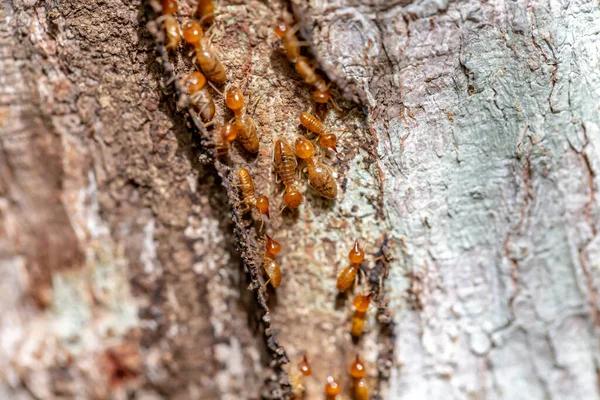 Staying Ahead of the Game: Termite Control Strategies for Sydney Homes